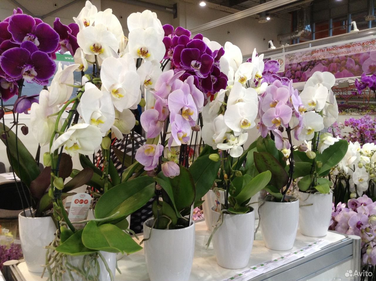 Где Купить Орхидею В Екатеринбурге