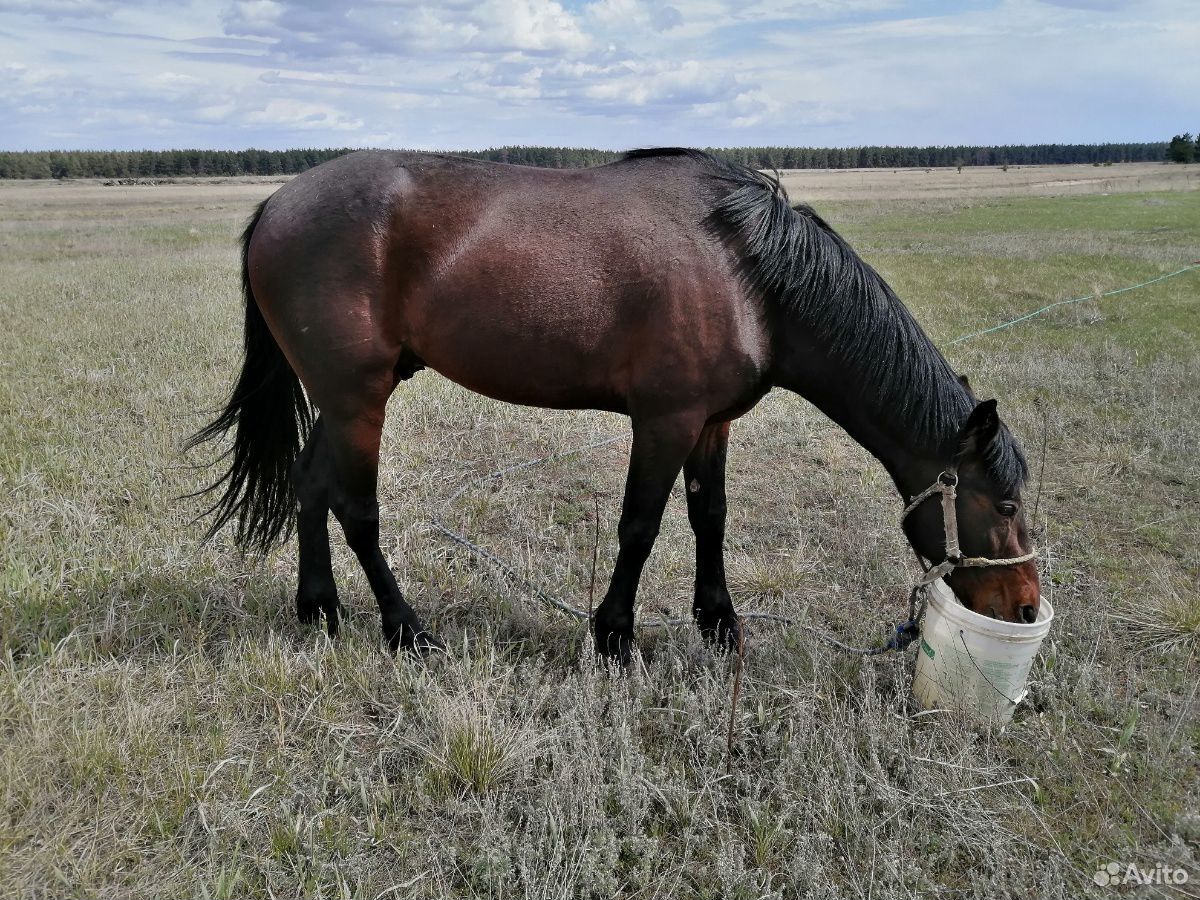 Где Можно Купить Лошадь Недорого В Воронеже