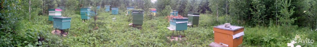 Пчелы, пчелосемьи купить на Зозу.ру - фотография № 2