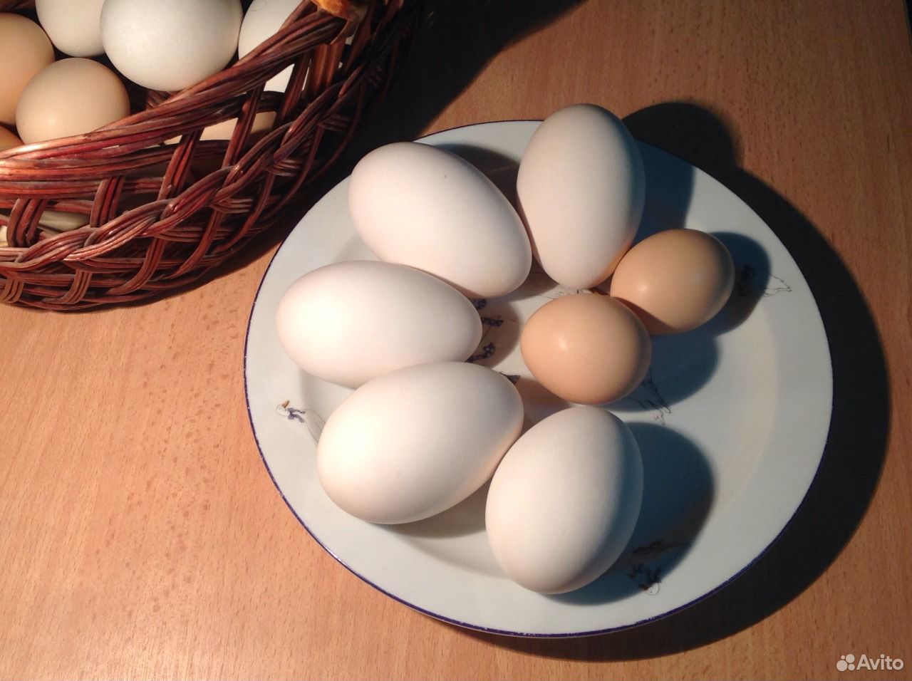 Яйцо гусиное инкубационное. Яйца гуся. Цвет гусиное яйцо в интерьере. Гусиные яйца фото. Где купить гусиные яйца