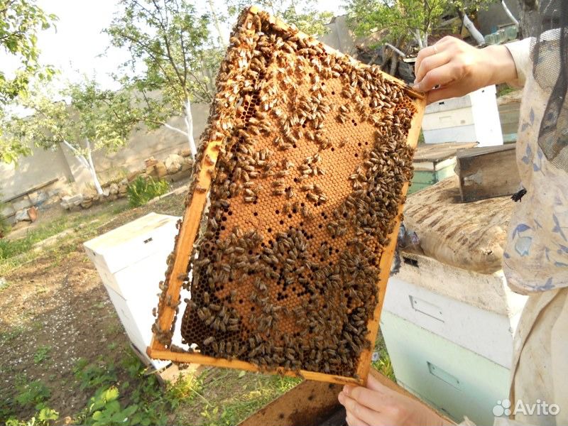 Пчелопакеты 2020 купить на Зозу.ру - фотография № 2