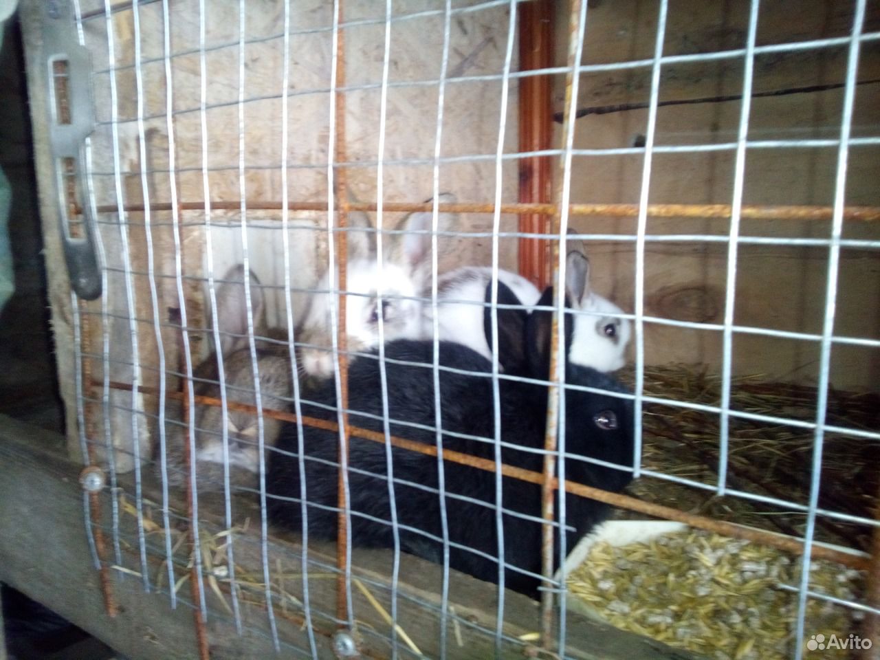 Домашний кролик, парное мясо кролика купить на Зозу.ру - фотография № 3