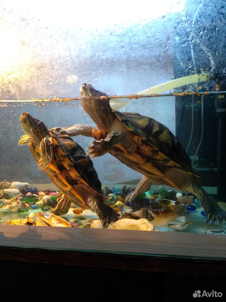 Водяные красноухие черепахи (2 разнополые, 4 года) купить на Зозу.ру - фотография № 1