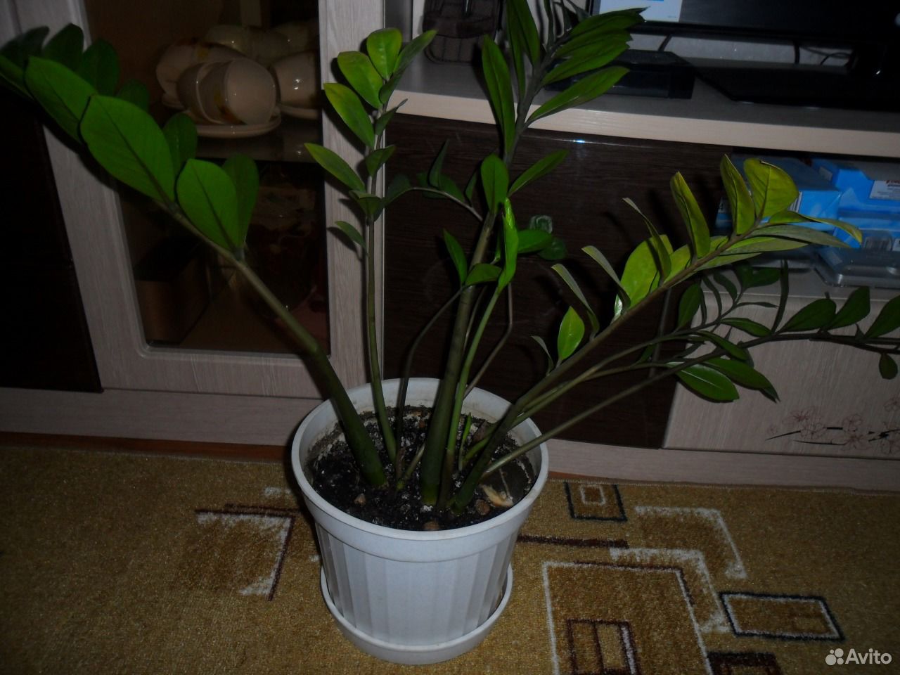Растения для квартиры и дома купить на Зозу.ру - фотография № 1