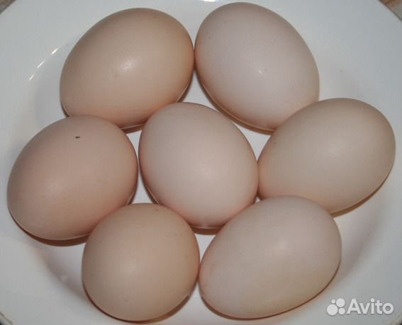 Купить инкубационное яйцо в волгограде. Яйцо бежевое. Розовато бежевое яйцо куриное. Плимутрок цвет яйца. Куры Доминант бежевое яйцо.