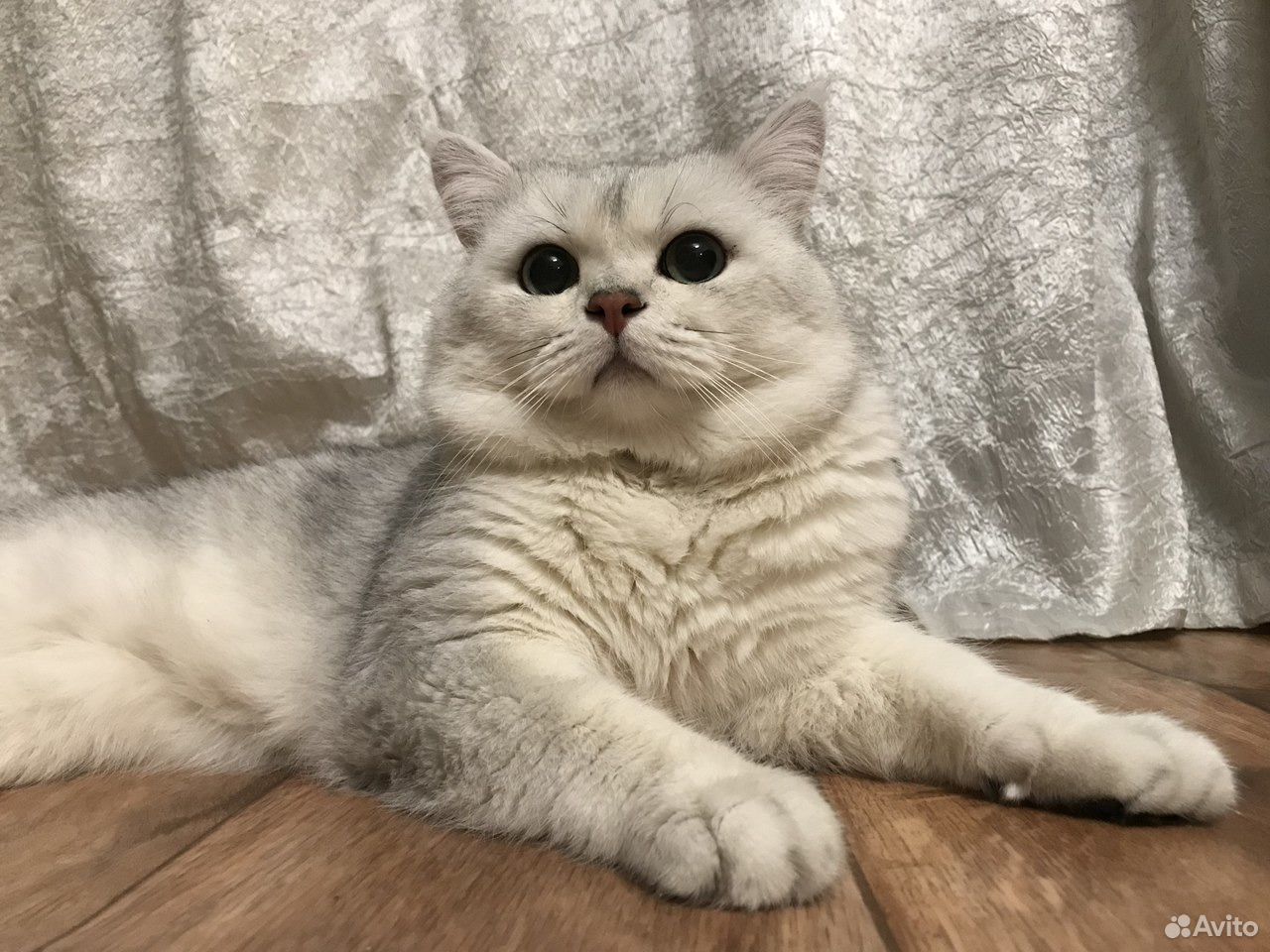 Вязка британский кот. Кот на вязку авито. Кот шотландец прямоухий мраморный. Кот для вязки. Вязка котов.