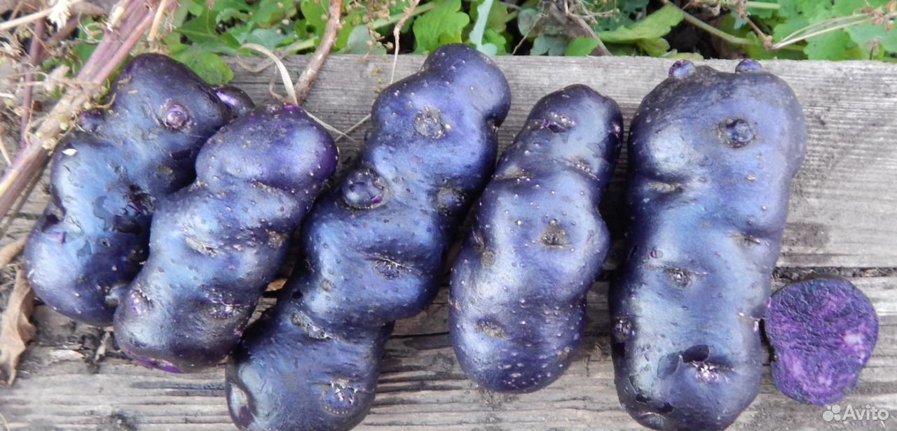 черная картошка сорт лечебные свойства фото