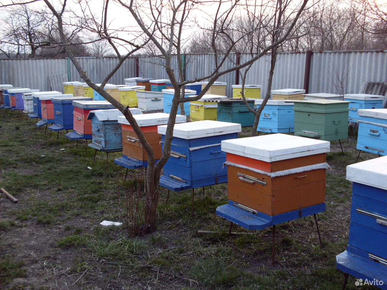 Продам пчелосемьи и пчелопакеты купить на Зозу.ру - фотография № 1