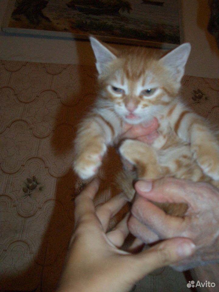 Рыжий котик В хорошие руки купить на Зозу.ру - фотография № 4