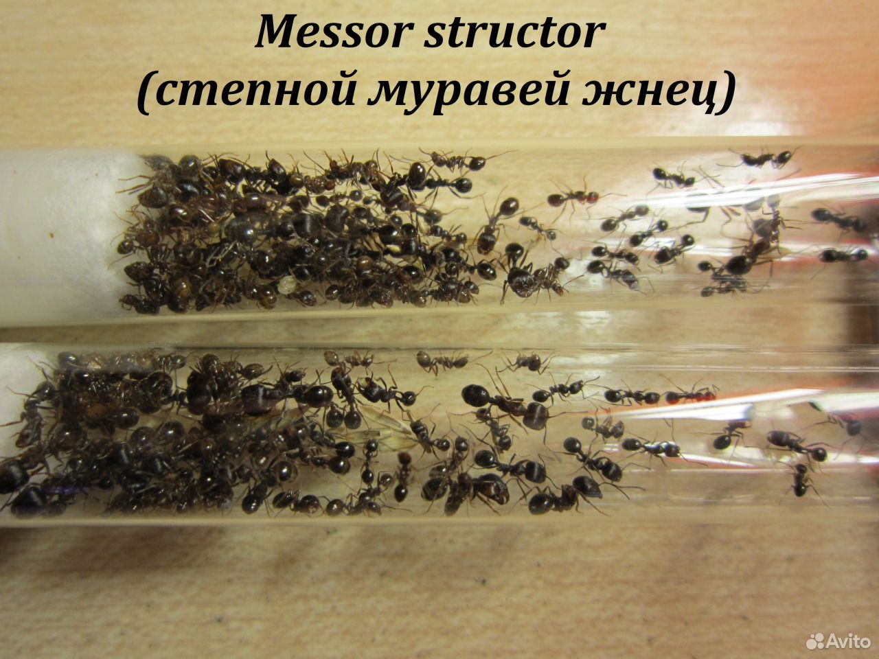 Messor structor-степной муравей жнец купить на Зозу.ру - фотография № 2
