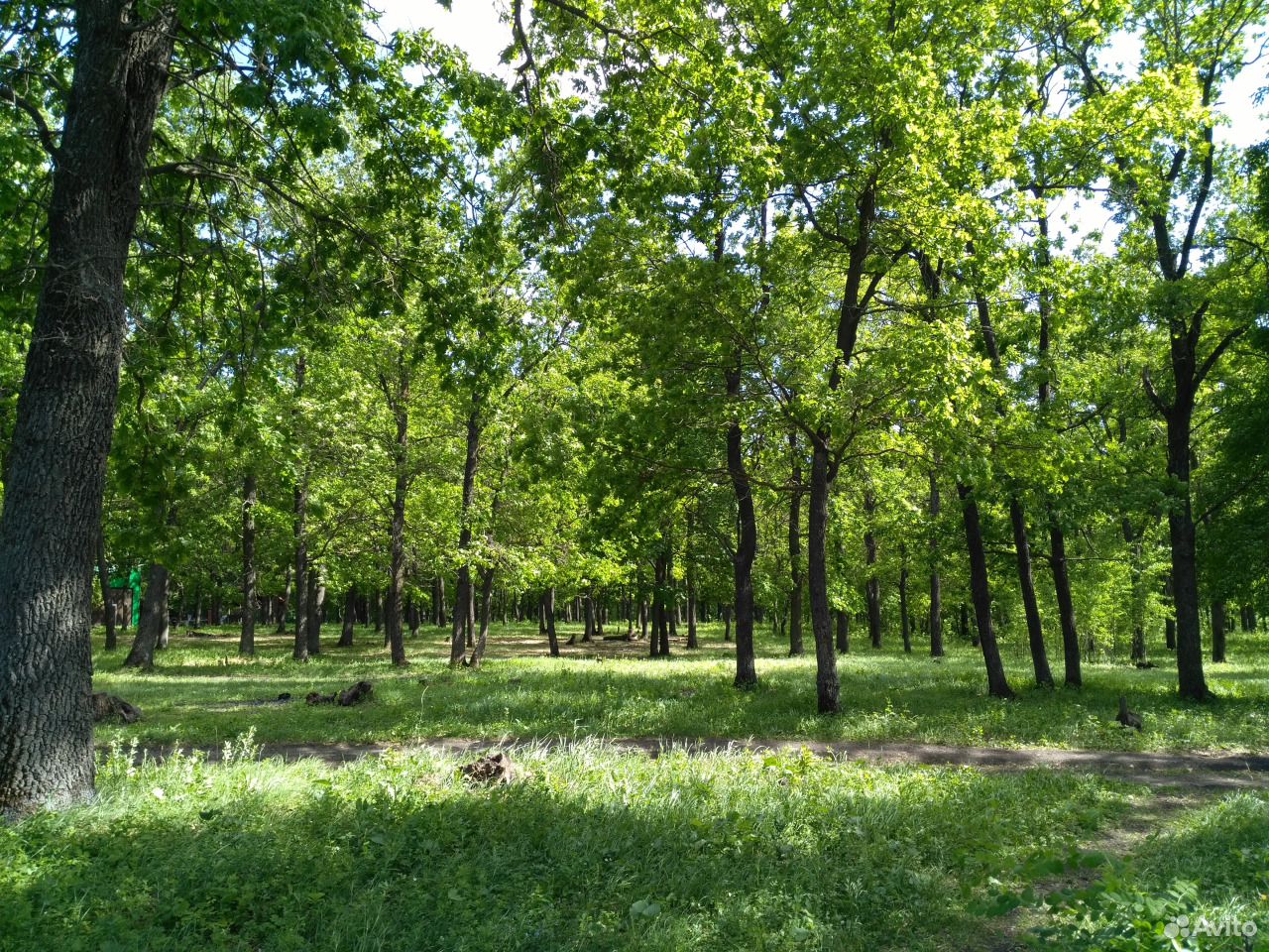 Дубрава. Природа Петра Дубравы. Петра Дубрава площадка.