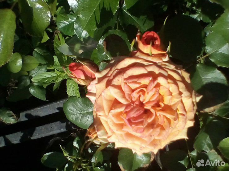 Саженцы роз всех видов и японские в горшках купить на Зозу.ру - фотография № 2