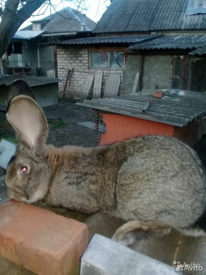 Кролики фландр(бельгийский великан) купить на Зозу.ру - фотография № 3