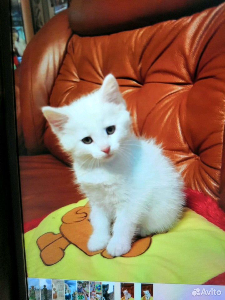 Белоснежный котик купить на Зозу.ру - фотография № 1