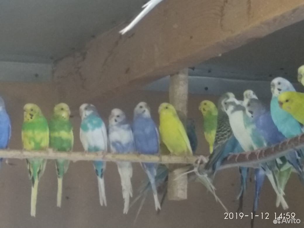 Волнистые попугаи оптом купить на Зозу.ру - фотография № 6