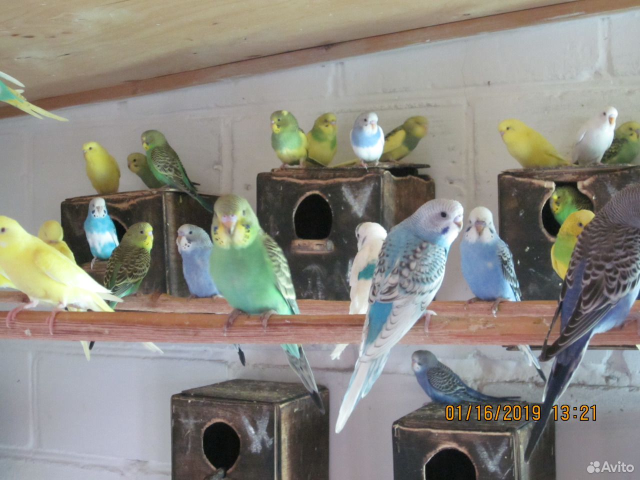 Волнистые попугаи, кореллы купить на Зозу.ру - фотография № 1