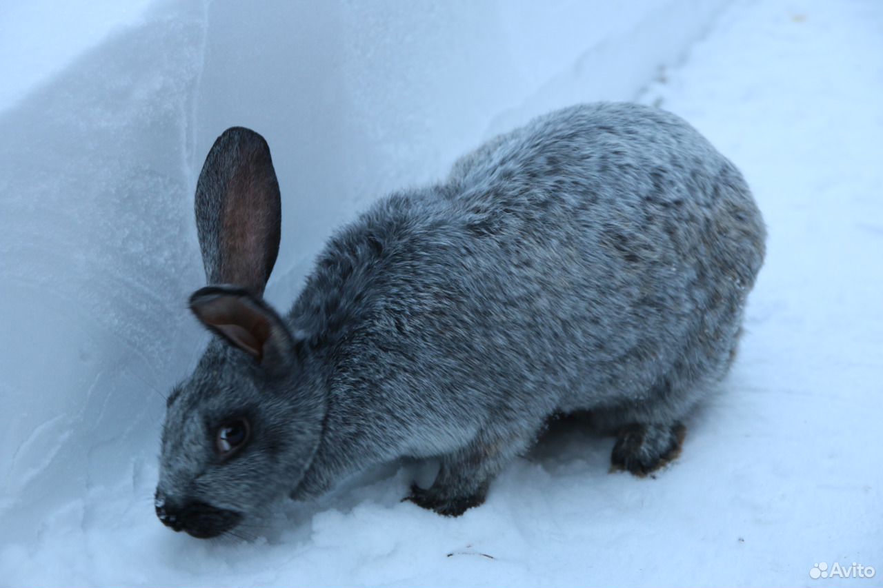 Кролики породы Серебристый (Полтавское серебро) купить на Зозу.ру - фотография № 6
