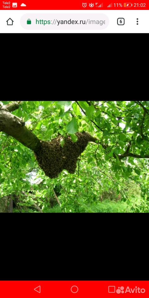 Сниму рои пчел купить на Зозу.ру - фотография № 2