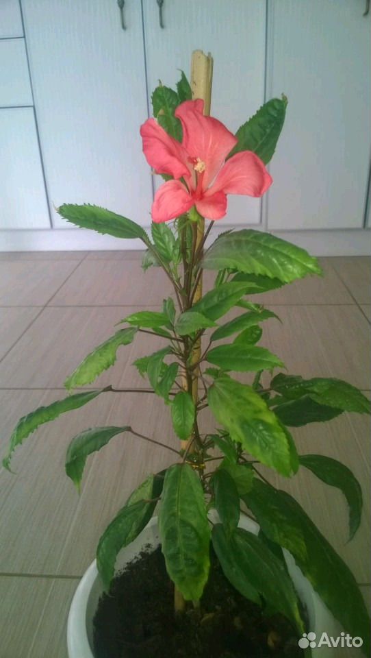 Гибискус (Китайская роза) купить на Зозу.ру - фотография № 1