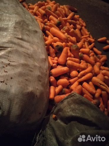 Морковь некондиция купить на Зозу.ру - фотография № 1