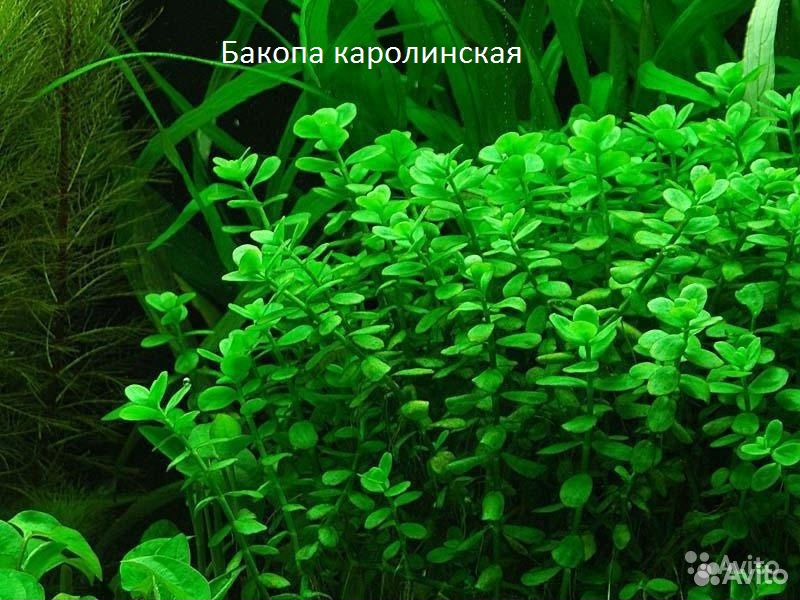 Аквариумные Растения купить на Зозу.ру - фотография № 4