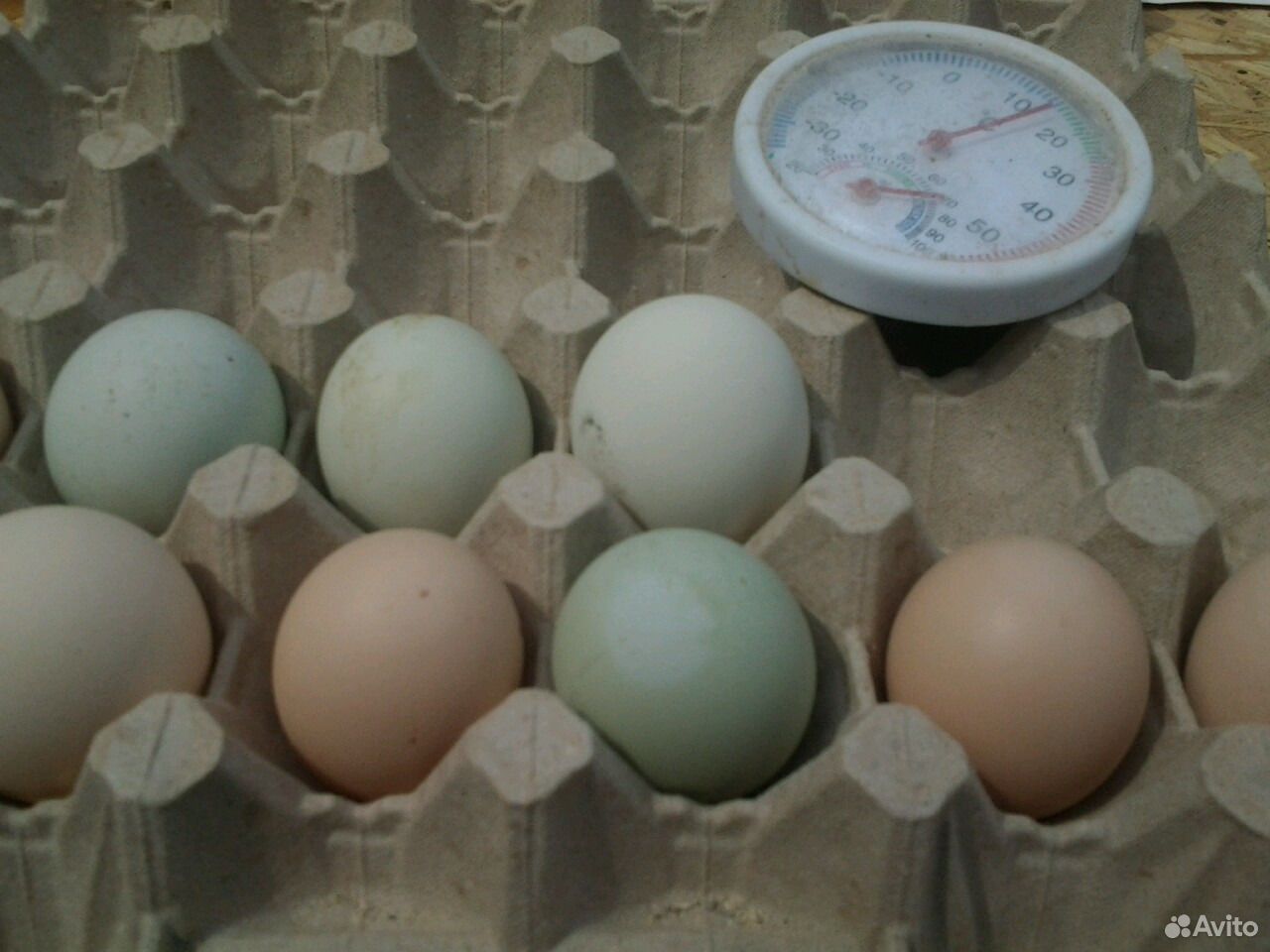 Яйца, инкубационные купить на Зозу.ру - фотография № 1