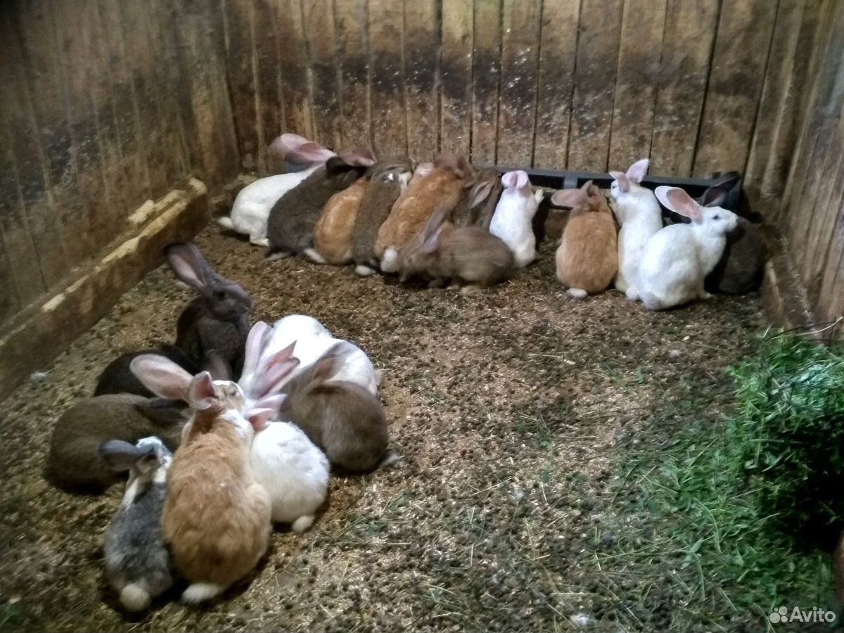 Кролики мясных пород купить на Зозу.ру - фотография № 8