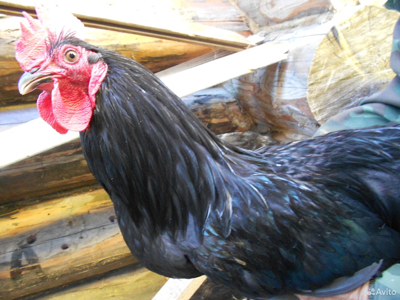 Цыплята и яйца лечебных кур купить на Зозу.ру - фотография № 2