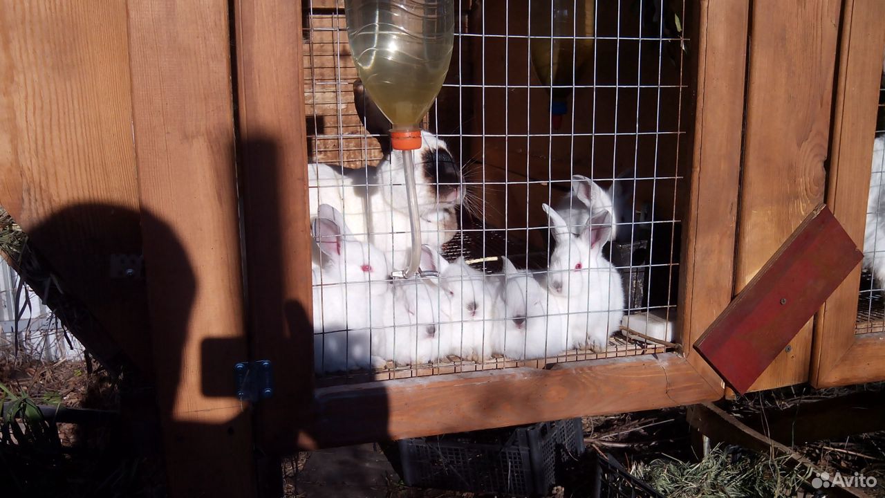 Кролики калифорнийской породы купить на Зозу.ру - фотография № 1
