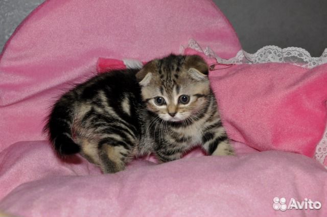 Котята в костроме. Котята в костроме авито кострома. 5 месяца. Британские котята в костроме. Кошечка в костроме.