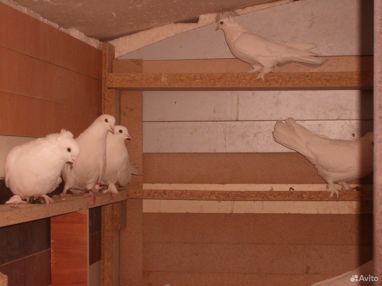 Продаю белых полтавских голубей купить на Зозу.ру - фотография № 5