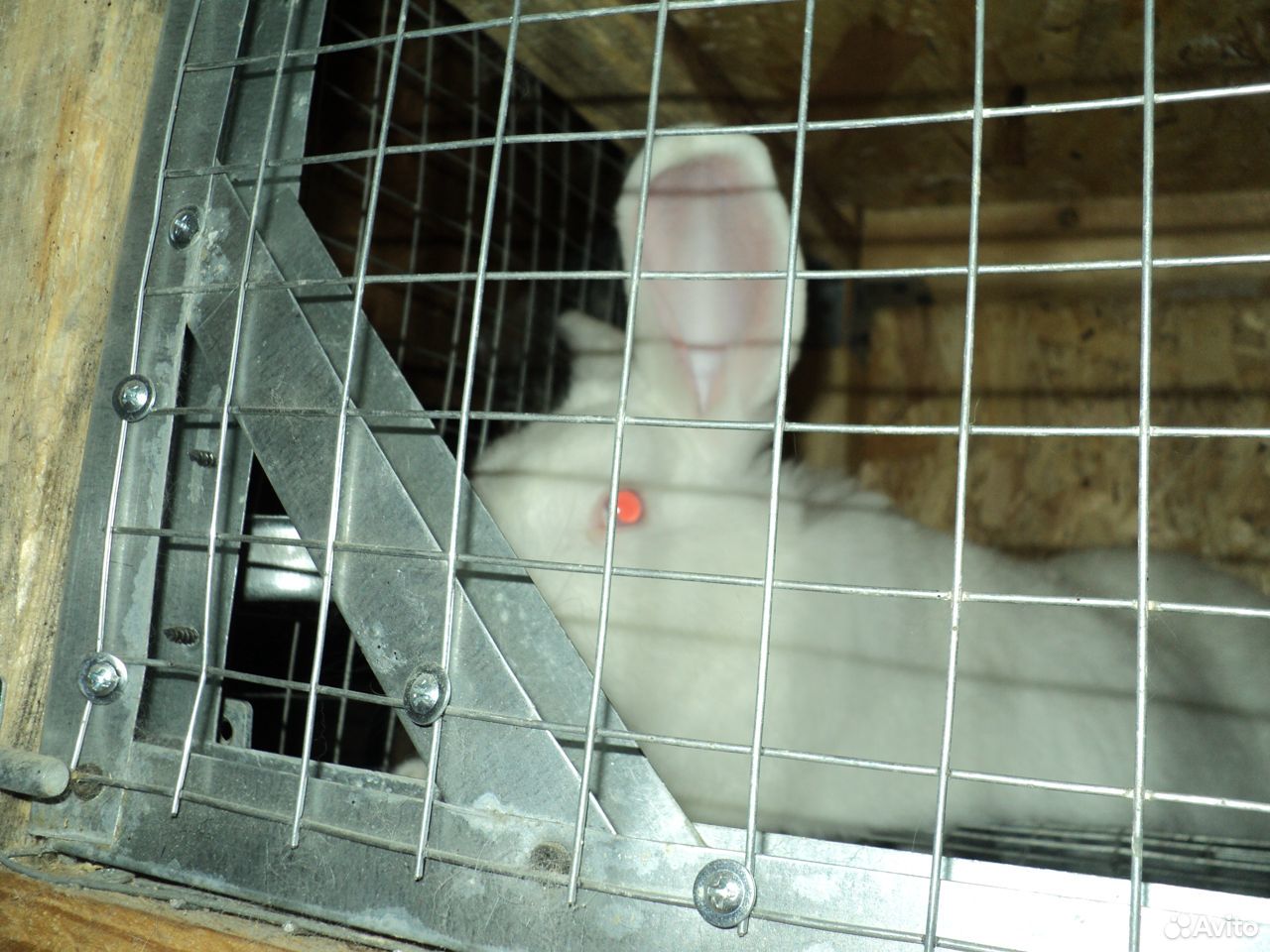 Кролик белый великан купить на Зозу.ру - фотография № 4