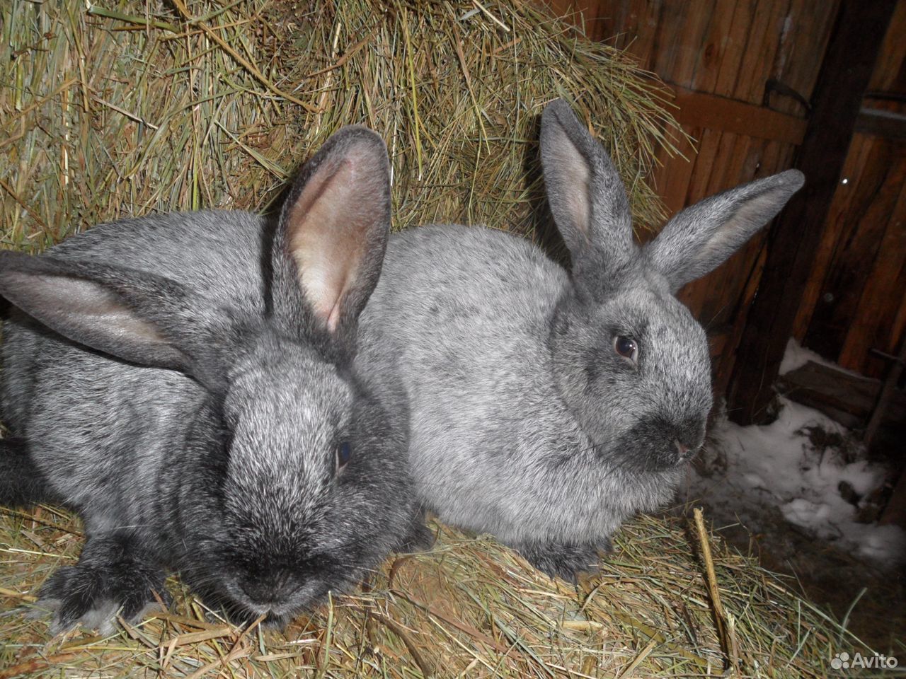 Купить кроликов в алтайском. Кролики в Алтайском крае купить.