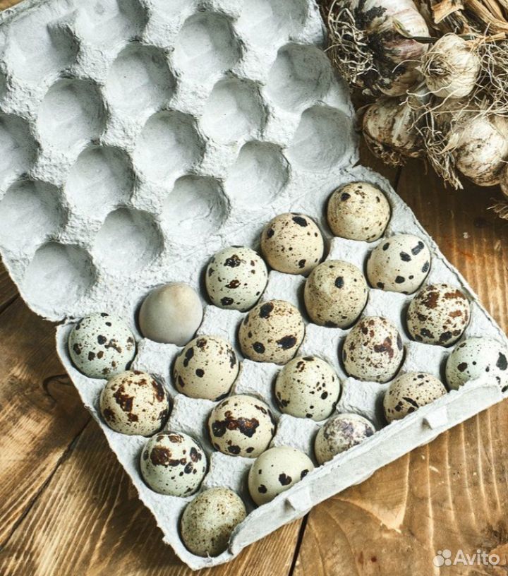 Яйцо перепелиное пищевое домашнее купить на Зозу.ру - фотография № 1