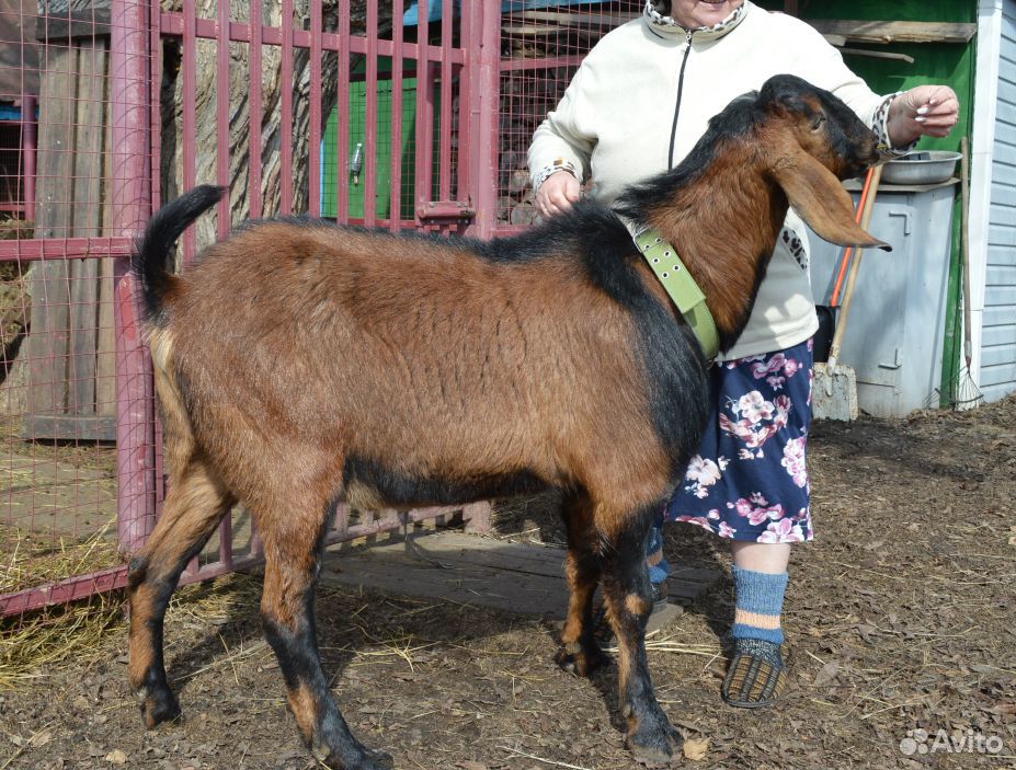 Англо нубийские козы купить на Зозу.ру - фотография № 3