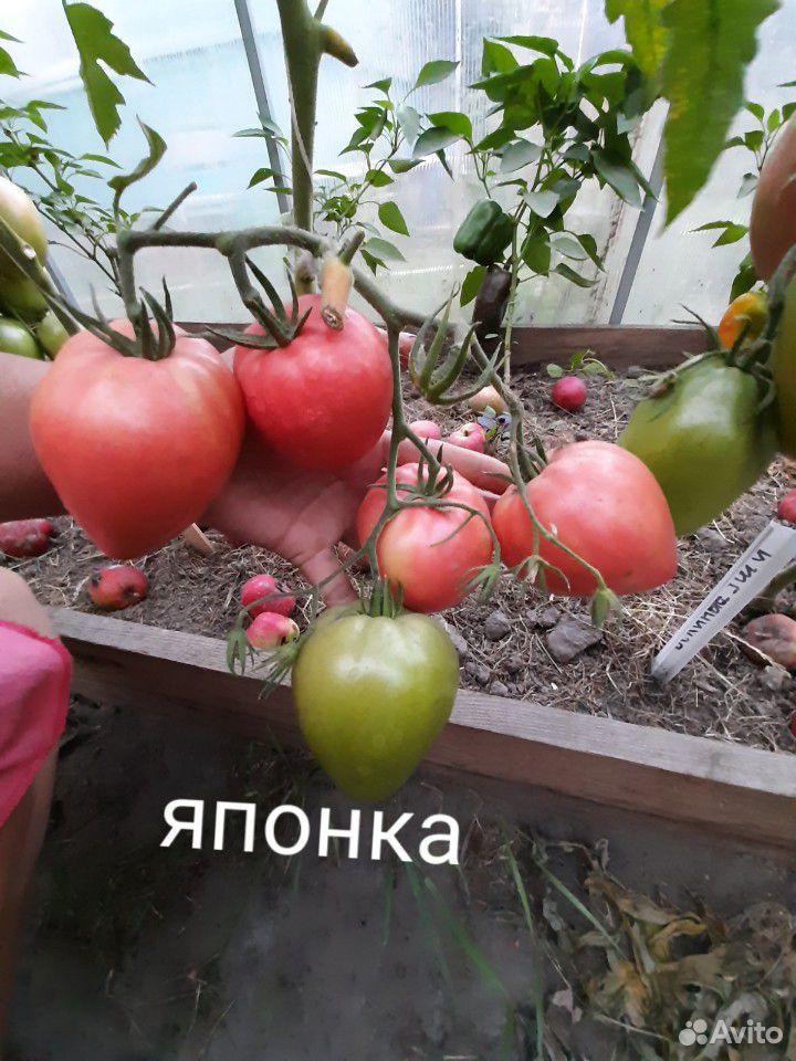 Семена редких томатов-сорта купить на Зозу.ру - фотография № 6