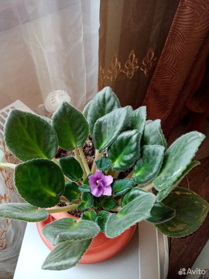 Домашний цветок Фиалка купить на Зозу.ру - фотография № 1