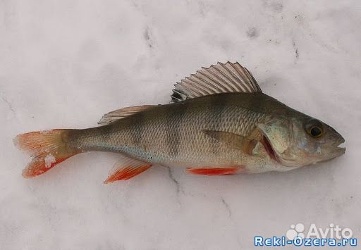 Рыба окунь речной купить на Зозу.ру - фотография № 1