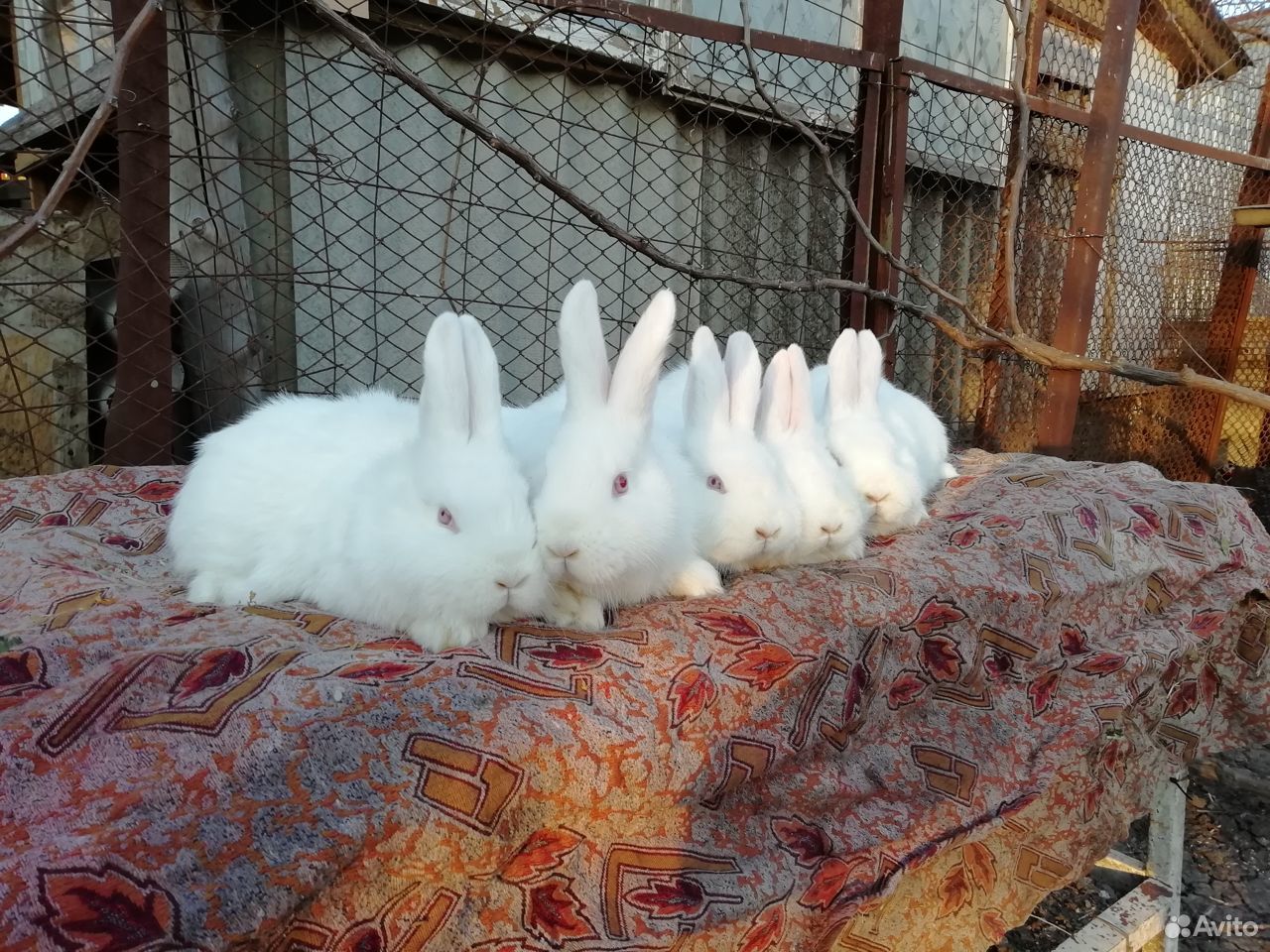 Кролики нзб купить на Зозу.ру - фотография № 4