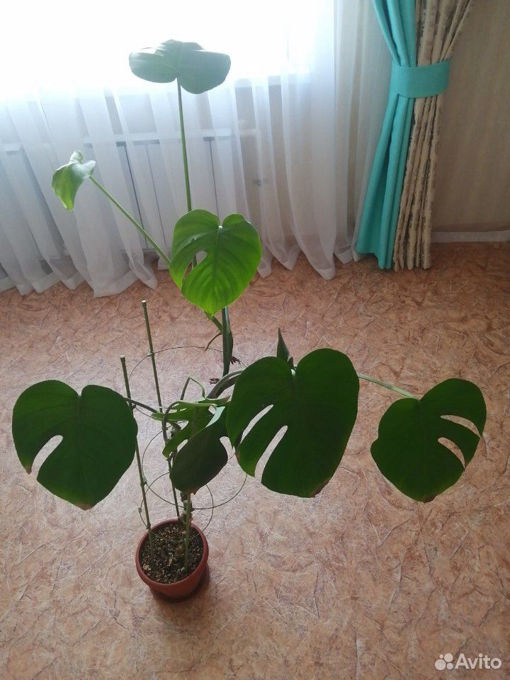 Монстера - крупное тропическое растение купить на Зозу.ру - фотография № 2