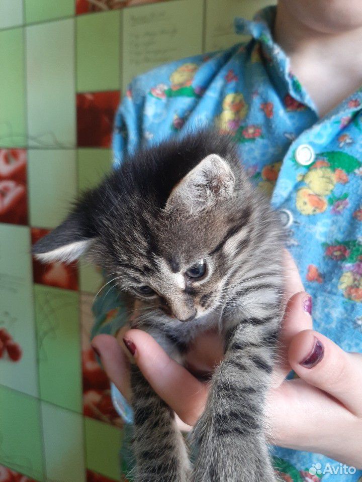 Отдам кошку с котятами в хорошие руки купить на Зозу.ру - фотография № 3