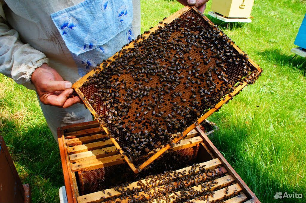 Пчелосемьи "Карпатка" купить на Зозу.ру - фотография № 1
