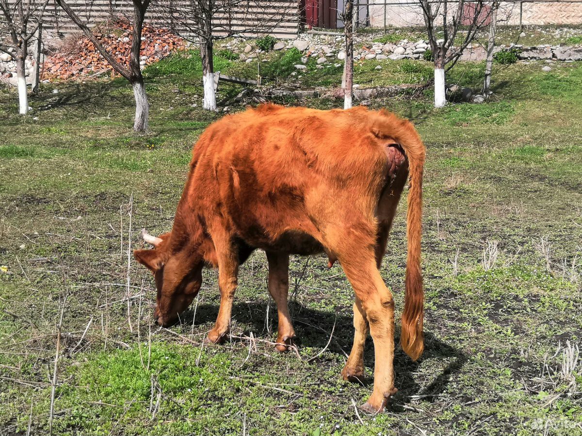 Корова с теленком купить на Зозу.ру - фотография № 1