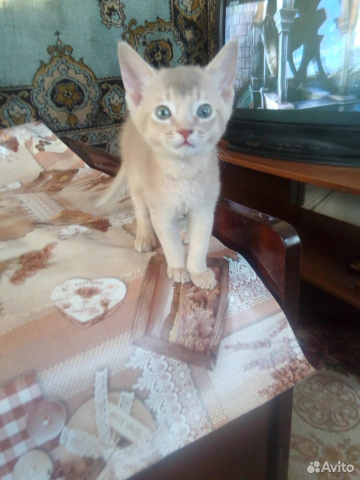 Абиссинские котята купить на Зозу.ру - фотография № 3