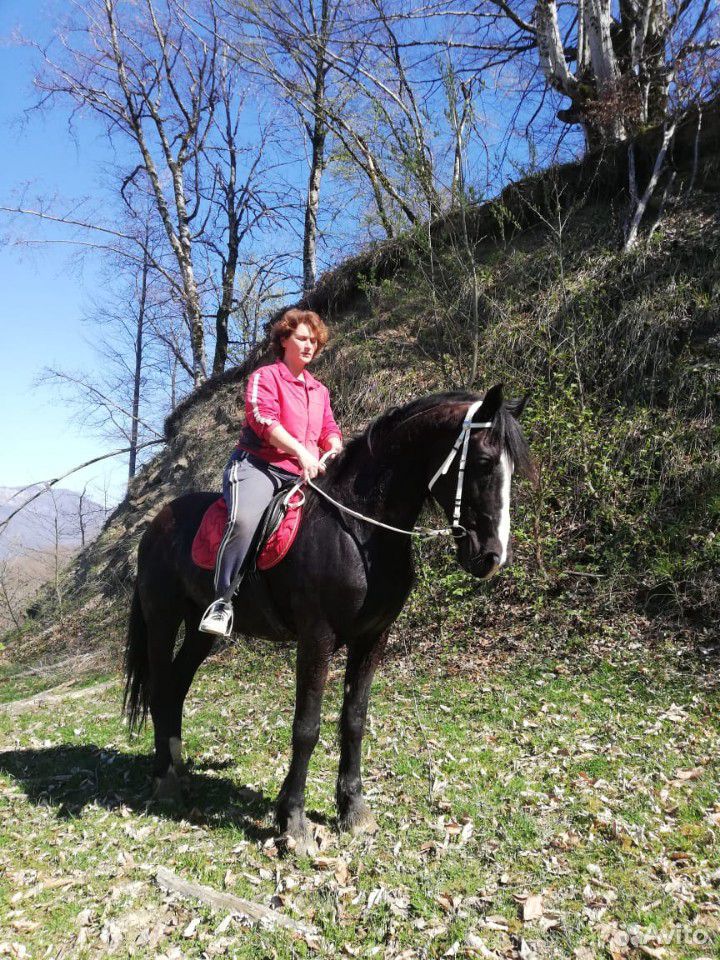 Отличный конь купить на Зозу.ру - фотография № 1