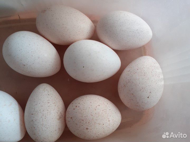 Индюшиные яйца купить на Зозу.ру - фотография № 1