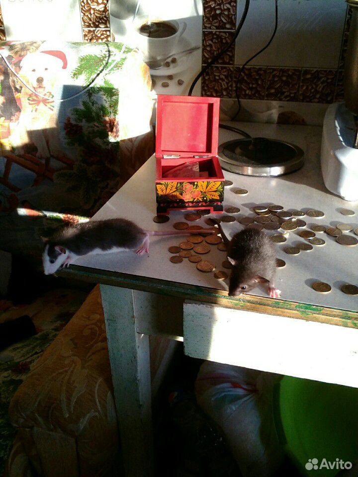 Продам декоративных ручных крысок купить на Зозу.ру - фотография № 2
