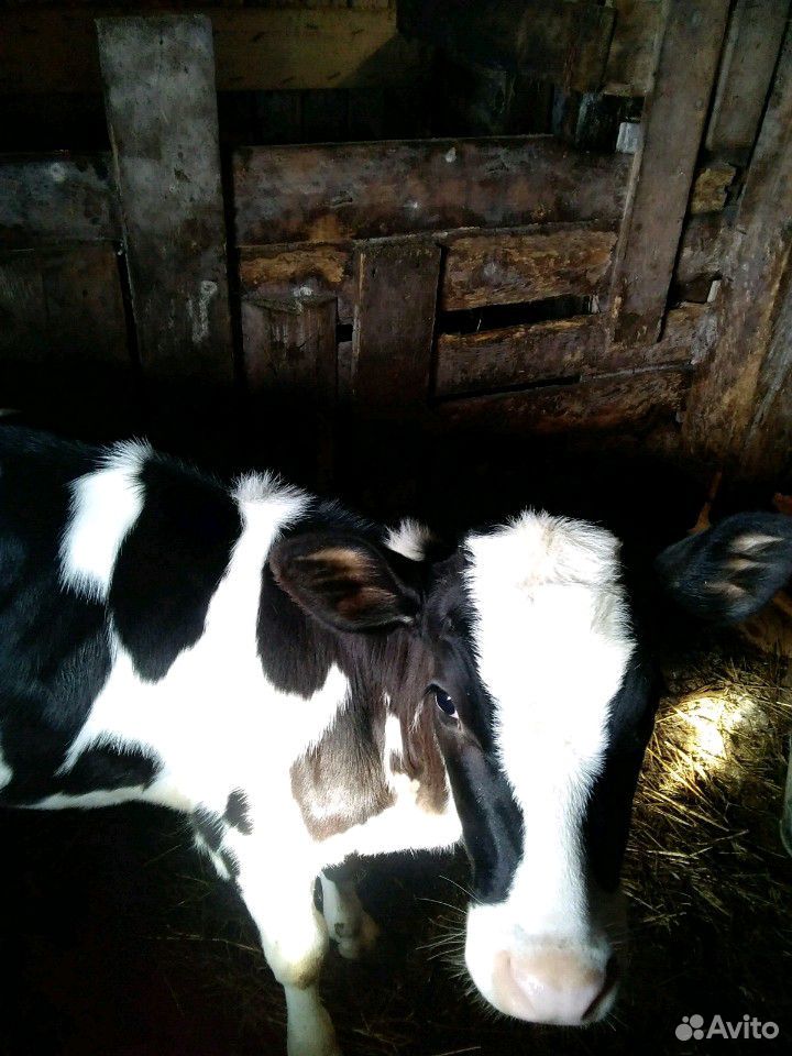 Корова и тёлочка купить на Зозу.ру - фотография № 4