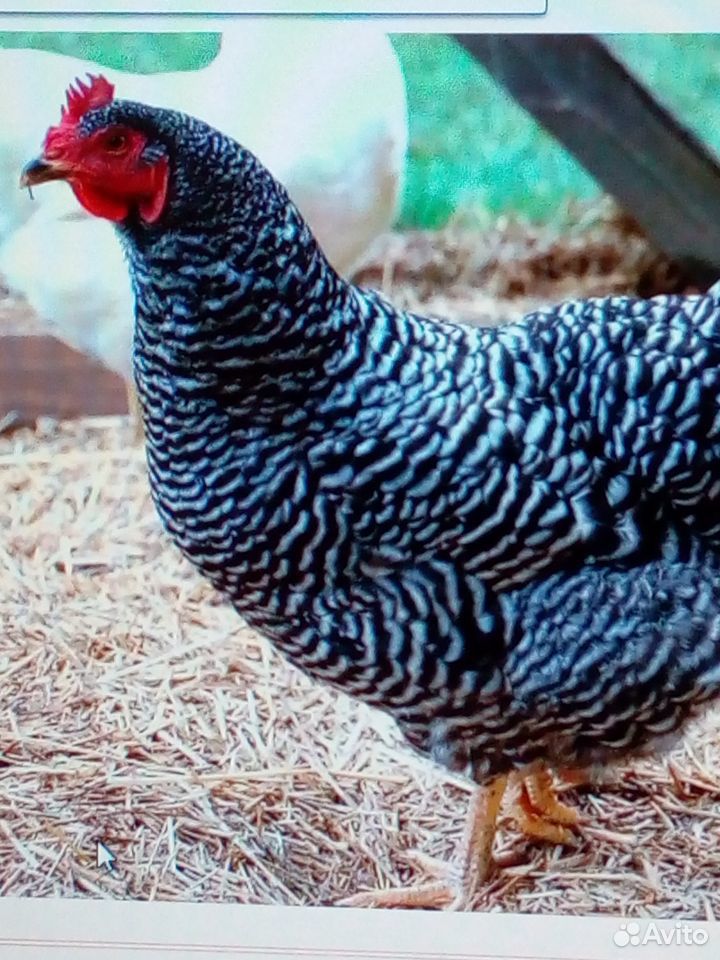 Продам цыплят Доминант Крапчатый (Д959) купить на Зозу.ру - фотография № 1