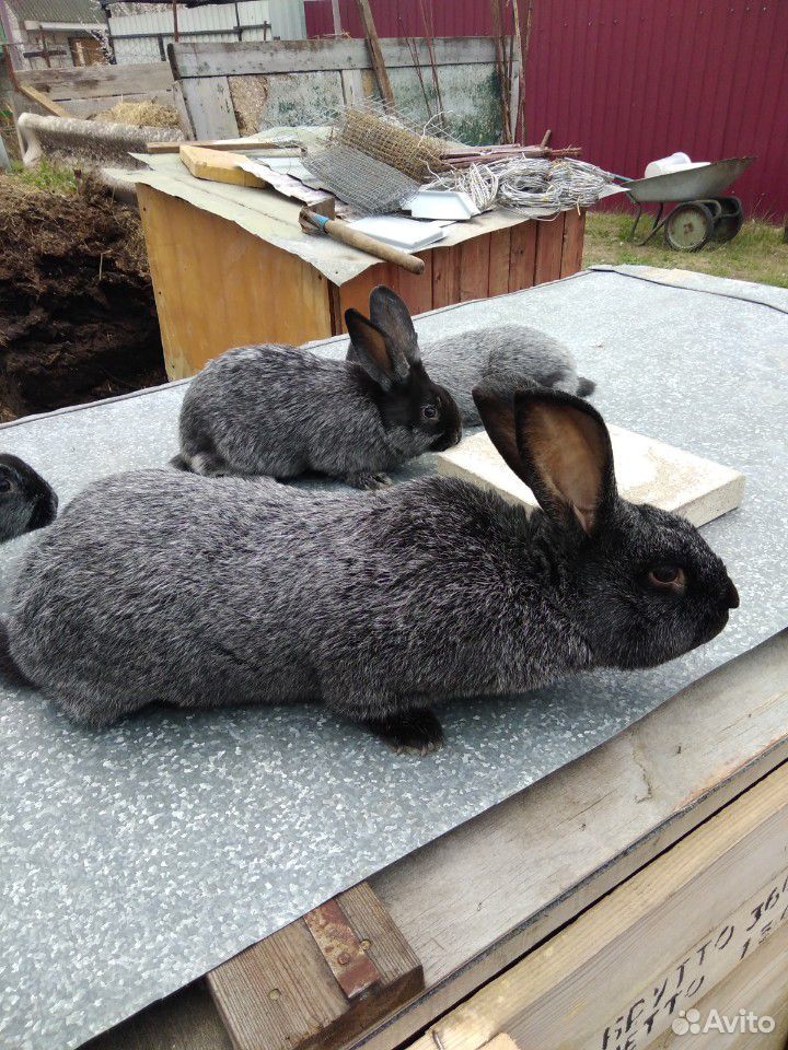 Кролики серебро купить
